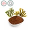 Barna alga - 150g