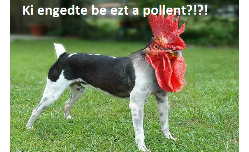Allergiáról, egyszerűen